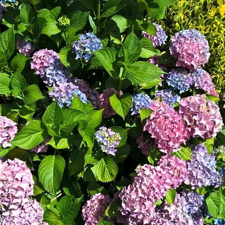 Conjunto Entre Acebos Sotillo de Sanabria