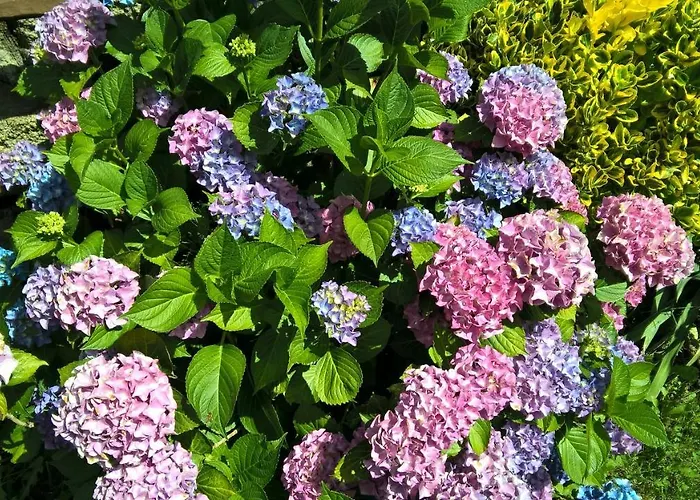 Conjunto Entre Acebos Sotillo de Sanabria